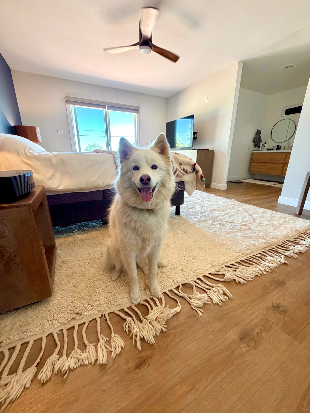 Hannah the dog on the new Moroccan rug